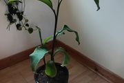 Canna indica Plant