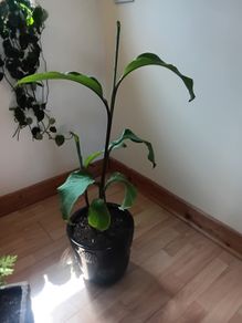 Canna indica Plant