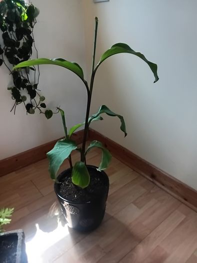 Canna indica Plant