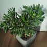 Gollum Jade succulent Image 2