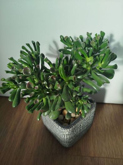 Gollum Jade succulent