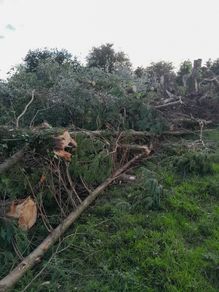 Leylandii timber for firewood