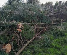 Leylandii timber for firewood