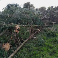 Leylandii timber for firewood