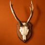 Vintage 1980s muntjac skull taxidermy mounts Image 2