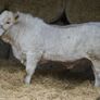 Quality 5 Charolais Bulls Image 2