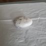 Opal dendritic palm stone Image 4