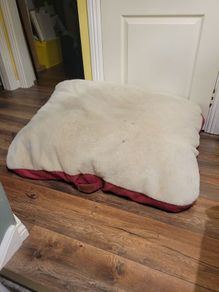 dog bed