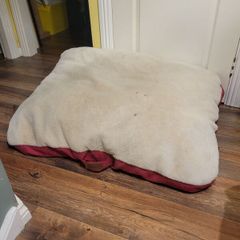 dog bed
