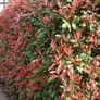 Laurel Hedging Cheap One Euro Image 4