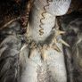 1 Made to Order Flidais Deer Antler Necklace Celtic Mythology Image 5