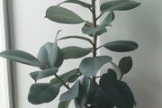 Healthy Mature Rubber Plant (Ficus Elastica)