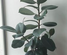 Healthy Mature Rubber Plant (Ficus Elastica)