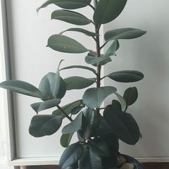 Healthy Mature Rubber Plant (Ficus Elastica)