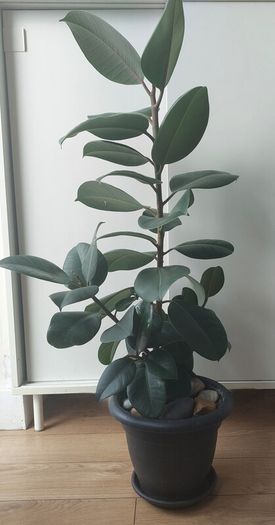 Healthy Mature Rubber Plant (Ficus Elastica)