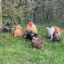 Pekin hatching eggs Image 2