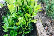 Cherry Laurel hedge plants Multi-stems (last of bare root)