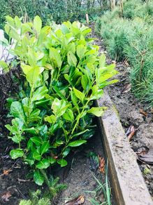 Cherry Laurel hedge plants Multi-stems (last of bare root)