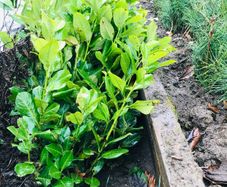 Cherry Laurel hedge plants Multi-stems (last of bare root)