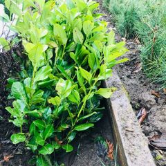 Cherry Laurel hedge plants Multi-stems (last of bare root)
