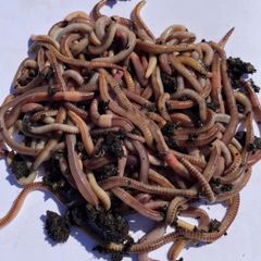 Compost Worms and Angling / Fishing Worms