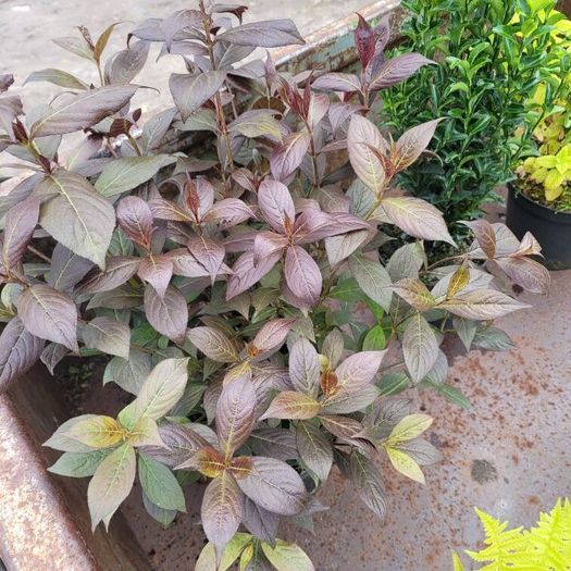 50 super flowering plants/shrubs