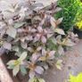 50 super flowering plants/shrubs Image 5