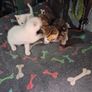 kittens free to good home Image 4