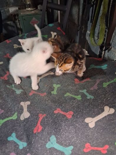 kittens free to good home