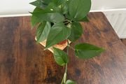 Golden pathos house plant