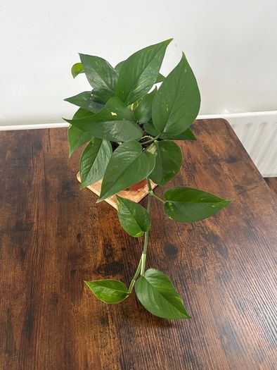 Golden pathos house plant