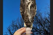 Incredibly Healing Spiritual Smudge Wand Taxidermy Wings Bone Art and Rose Quartz Crystal Wall Decor Display