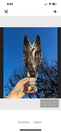 Incredibly Healing Spiritual Smudge Wand Taxidermy Wings Bone Art and Rose Quartz Crystal Wall Decor Display