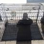 extra large dog travel crate Image 10