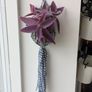 Tradescantia purpurea in hanging pot Image 2
