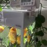 Aquael Opti Glass Aquarium  300L with Cabinet Fluval Filter & Plant Light Image 7