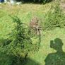 hedge/bush Image 2