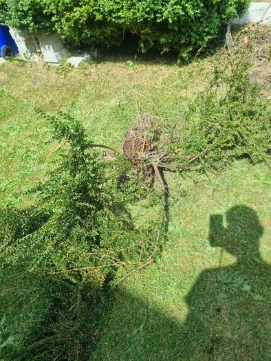 hedge/bush