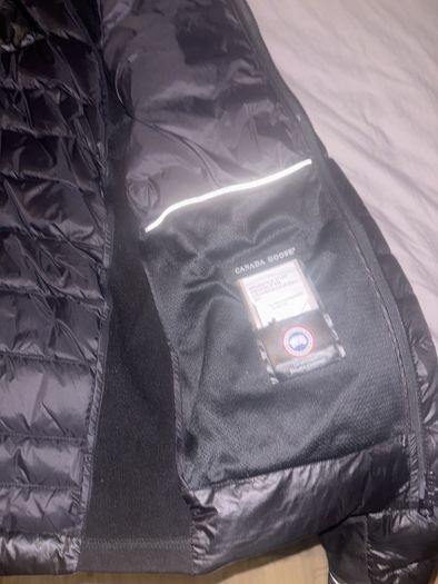 canada goose