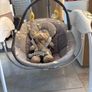 graco baby swing Image 3