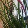 Queens tears plant , mature thanksgiving cactus. Image 4