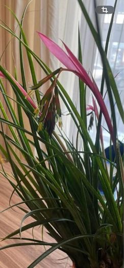 Queens tears plant , mature thanksgiving cactus.