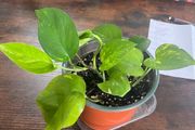 Golden pathos house plant
