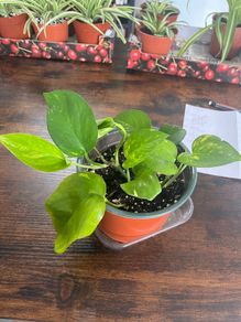 Golden pathos house plant