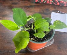 Golden pathos house plant