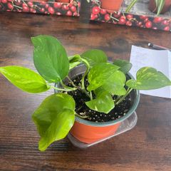 Golden pathos house plant