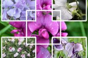 (S) Sweet Pea Seeds from 1.00 euro