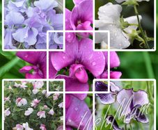 (S) Sweet Pea Seeds from 1.00 euro