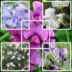 (S) Sweet Pea Seeds from 1.00 euro