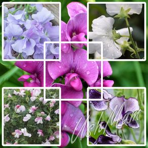 (S) Sweet Pea Seeds from 1.00 euro
